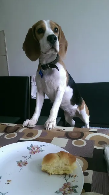 Beagle cuminte