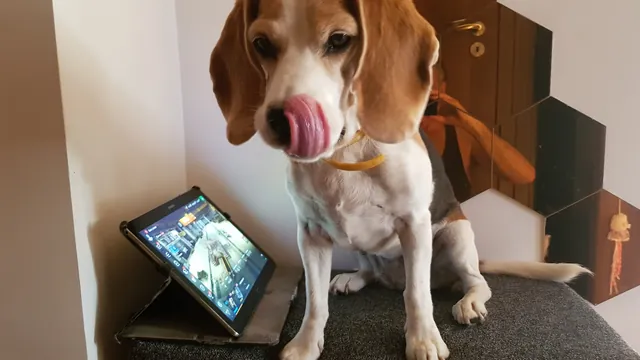 Beagle care se linge pe bot