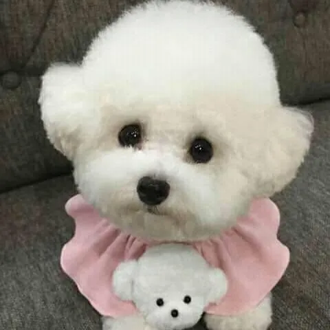 Bichon frisé după toaletaj