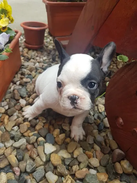 Pui de bulldog francez