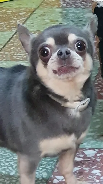 Chihuahua zâmbind