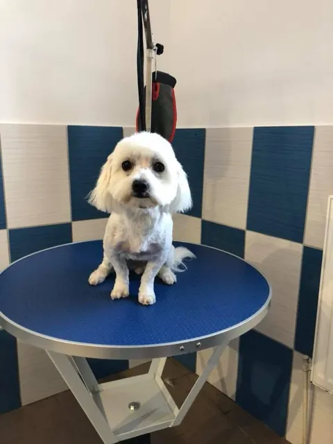 Bichon maltez proaspăt tuns