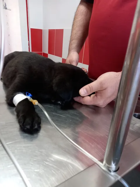 Cățel negru la perfuzie pe masa de consultații