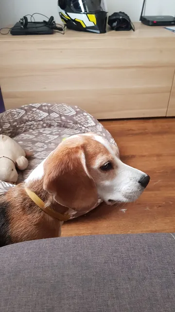 Beagle care doarme