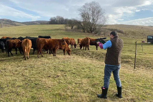 Medicul veterinar cu pușca de tranchilizare pe pășune