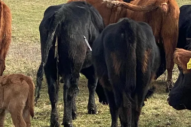 Bovine pe pășune în timpul unei intervenții pe teren