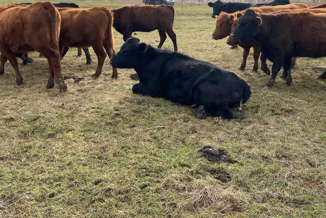 Bovine după intervenție